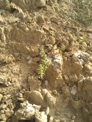 Callipeltis cucullaris