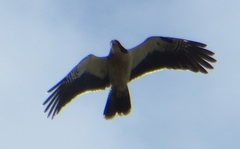 Daptrius albogularis