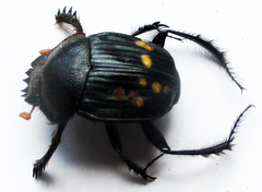 Escarabaeus remii