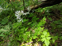 Valeriana pauciflora