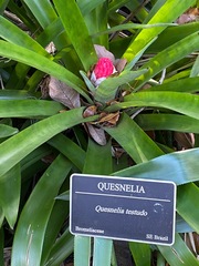 Quesnelia testudo