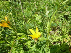 Hemerocallis middendorffii