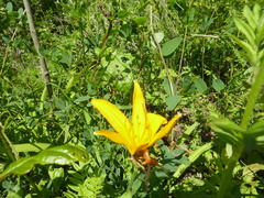 Hemerocallis middendorffii