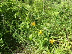 Hemerocallis middendorffii
