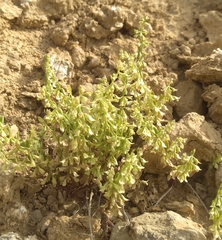 Callipeltis cucullaris