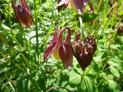 Aquilegia oxysepala