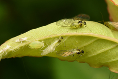 Longicaudus trirhodus
