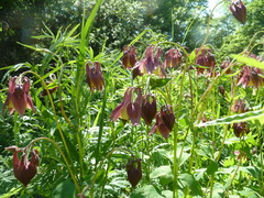 Aquilegia oxysepala