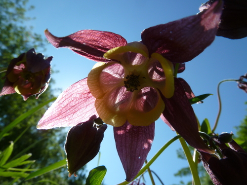 Image of Aquilegia oxysepala by (c) Andreas Taeger, some rights reserved (CC BY)
