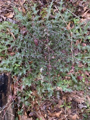 Cirsium horridulum