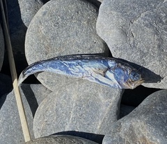 Antarctic Lanternfish photo 4