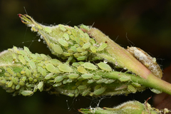 Longicaudus trirhodus