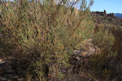 Aspalathus dianthopora