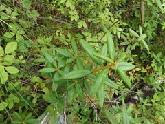 Rhododendron tolmachevii
