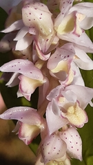 Polystachya cultriformis