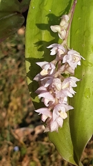 Polystachya cultriformis