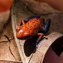 Oophaga pumilio