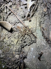 Heteropoda amphora