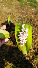 Polystachya cultriformis