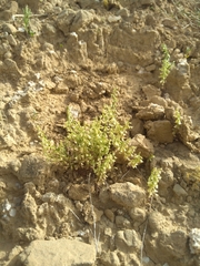 Callipeltis cucullaris