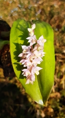 Polystachya cultriformis