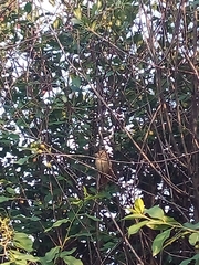 Phoenicurus phoenicurus