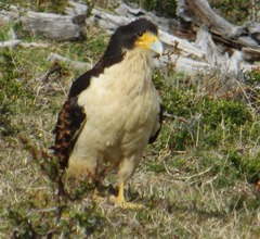 Daptrius albogularis