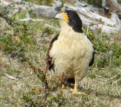 Daptrius albogularis