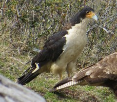 Daptrius albogularis