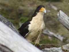 Daptrius albogularis