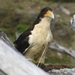 White-throated Caracara - Photo (c) Luca Boscain, some rights reserved (CC BY-NC), uploaded by Luca Boscain