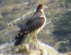 Daptrius albogularis