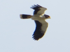 Daptrius albogularis