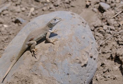 Tiger Pacific Iguana, Microlophus tigris