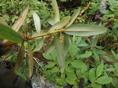 Rhododendron tolmachevii