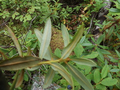 Rhododendron tolmachevii