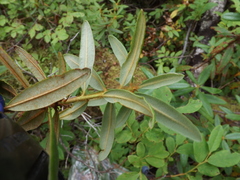 Rhododendron tolmachevii