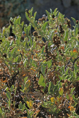 Atriplex gardneri cuneata