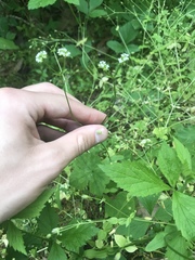 Valerianella radiata