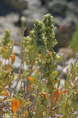 Atriplex gardneri cuneata