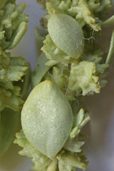 Atriplex gardneri cuneata