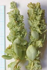 Atriplex gardneri cuneata