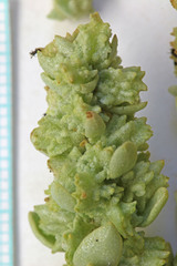 Atriplex gardneri cuneata