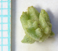 Atriplex gardneri cuneata