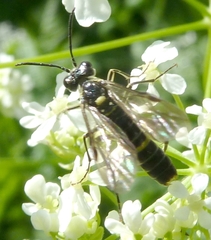 Tenthredo scutellata
