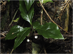 Lysimachia ardisioides