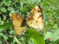 Phyciodes batesii lakota