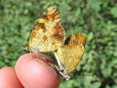 Phyciodes batesii lakota