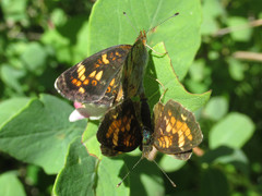 Phyciodes batesii lakota