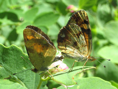 Phyciodes batesii lakota